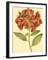 Blushing Rhodos I-Vision Studio-Framed Art Print