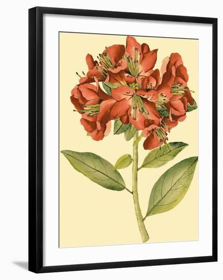 Blushing Rhodos I-Vision Studio-Framed Art Print