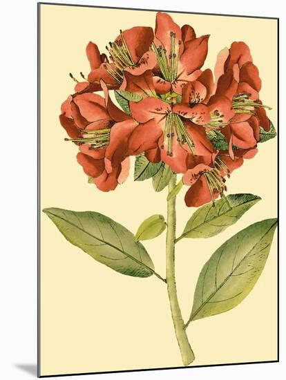 Blushing Rhodos I-Vision Studio-Mounted Art Print