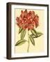 Blushing Rhodos II-Vision Studio-Framed Art Print