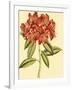 Blushing Rhodos II-Vision Studio-Framed Art Print