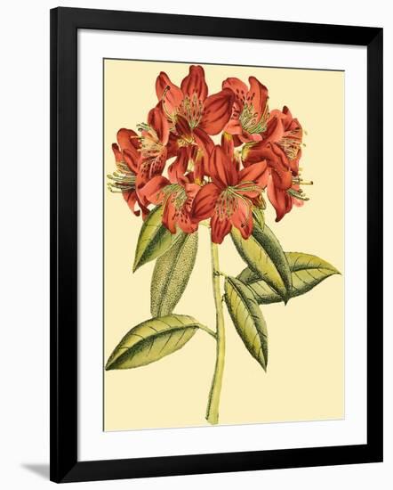 Blushing Rhodos II-Vision Studio-Framed Art Print