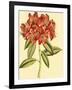 Blushing Rhodos II-Vision Studio-Framed Art Print