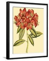 Blushing Rhodos II-Vision Studio-Framed Art Print