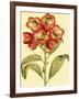 Blushing Rhodos III-Vision Studio-Framed Art Print