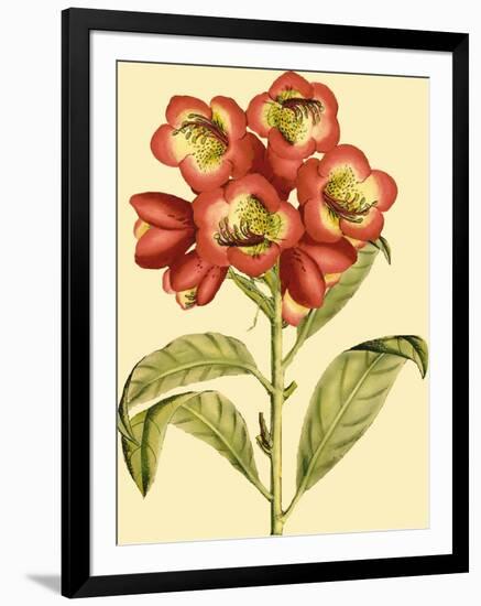 Blushing Rhodos III-Vision Studio-Framed Art Print