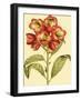 Blushing Rhodos III-Vision Studio-Framed Art Print