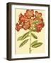 Blushing Rhodos IV-Vision Studio-Framed Art Print