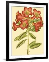 Blushing Rhodos IV-Vision Studio-Framed Art Print