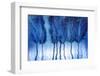 Blustery-Ursula Abresch-Framed Photographic Print