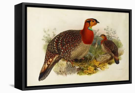 Blyth's Tragopan (Ceriornis Blythii)-Joseph Wolf-Framed Stretched Canvas