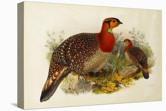 Blyth's Tragopan (Ceriornis Blythii)-Joseph Wolf-Stretched Canvas