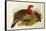 Blyth's Tragopan (Ceriornis Blythii)-Joseph Wolf-Framed Stretched Canvas