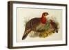 Blyth's Tragopan (Ceriornis Blythii)-Joseph Wolf-Framed Giclee Print