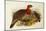 Blyth's Tragopan (Ceriornis Blythii)-Joseph Wolf-Mounted Giclee Print