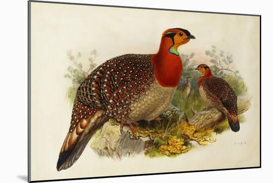 Blyth's Tragopan (Ceriornis Blythii)-Joseph Wolf-Mounted Giclee Print