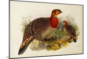 Blyth's Tragopan (Ceriornis Blythii)-Joseph Wolf-Mounted Giclee Print