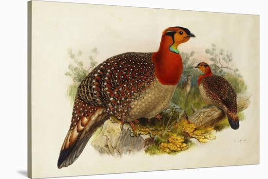 Blyth's Tragopan (Ceriornis Blythii)-Joseph Wolf-Stretched Canvas