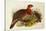 Blyth's Tragopan (Ceriornis Blythii)-Joseph Wolf-Stretched Canvas