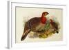 Blyth's Tragopan (Ceriornis Blythii)-Joseph Wolf-Framed Giclee Print