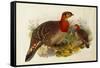 Blyth's Tragopan (Ceriornis Blythii)-Joseph Wolf-Framed Stretched Canvas