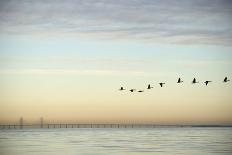 Flock of Birds Flying near Bridge-BMJ-Photographic Print