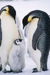 Penguins with Chick Standing on Snow-BMJ-Photographic Print