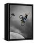 BMX Biker Performing Tricks-null-Framed Stretched Canvas