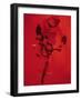 Bmx Cyclist-Paul Sutton-Framed Photographic Print