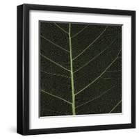 Bo Leaf I-Andrew Levine-Framed Giclee Print