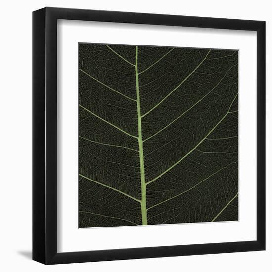 Bo Leaf I-Andrew Levine-Framed Giclee Print