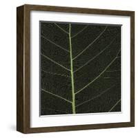 Bo Leaf I-Andrew Levine-Framed Giclee Print