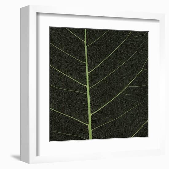 Bo Leaf I-Andrew Levine-Framed Giclee Print