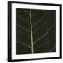 Bo Leaf I-Andrew Levine-Framed Giclee Print