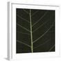 Bo Leaf I-Andrew Levine-Framed Giclee Print