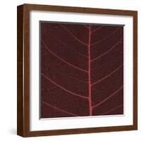 Bo Leaf II-Andrew Levine-Framed Giclee Print