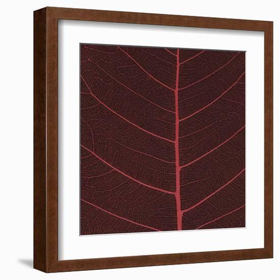 Bo Leaf II-Andrew Levine-Framed Giclee Print