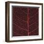 Bo Leaf II-Andrew Levine-Framed Giclee Print