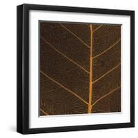 Bo Leaf III-Andrew Levine-Framed Giclee Print