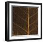 Bo Leaf III-Andrew Levine-Framed Giclee Print