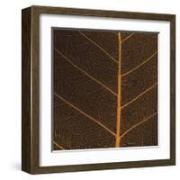 Bo Leaf III-Andrew Levine-Framed Giclee Print