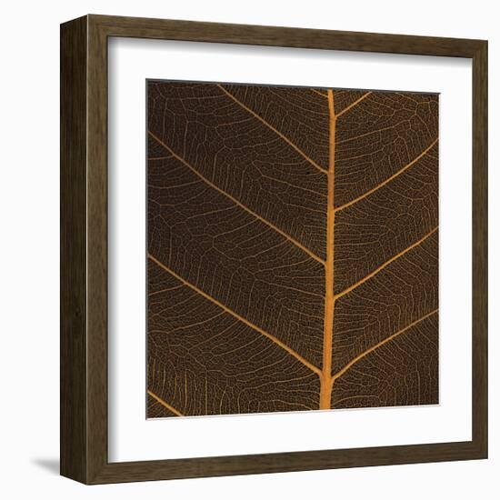 Bo Leaf III-Andrew Levine-Framed Giclee Print