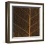 Bo Leaf III-Andrew Levine-Framed Giclee Print