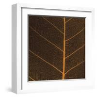 Bo Leaf III-Andrew Levine-Framed Giclee Print