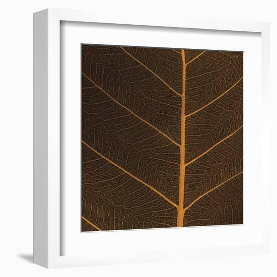 Bo Leaf III-Andrew Levine-Framed Giclee Print