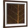 Bo Leaf III-Andrew Levine-Framed Giclee Print