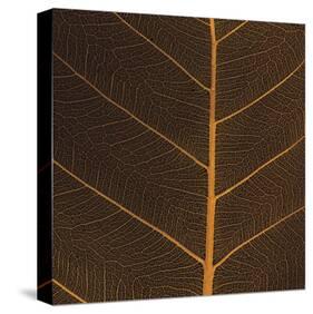 Bo Leaf III-Andrew Levine-Stretched Canvas
