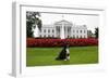 Bo, the Obama Family Dog, on the North Lawn of the White House, Sept. 28, 2012-null-Framed Premium Photographic Print