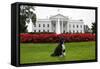 Bo, the Obama Family Dog, on the North Lawn of the White House, Sept. 28, 2012-null-Framed Stretched Canvas