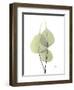 Bo Tree E111-Albert Koetsier-Framed Photographic Print